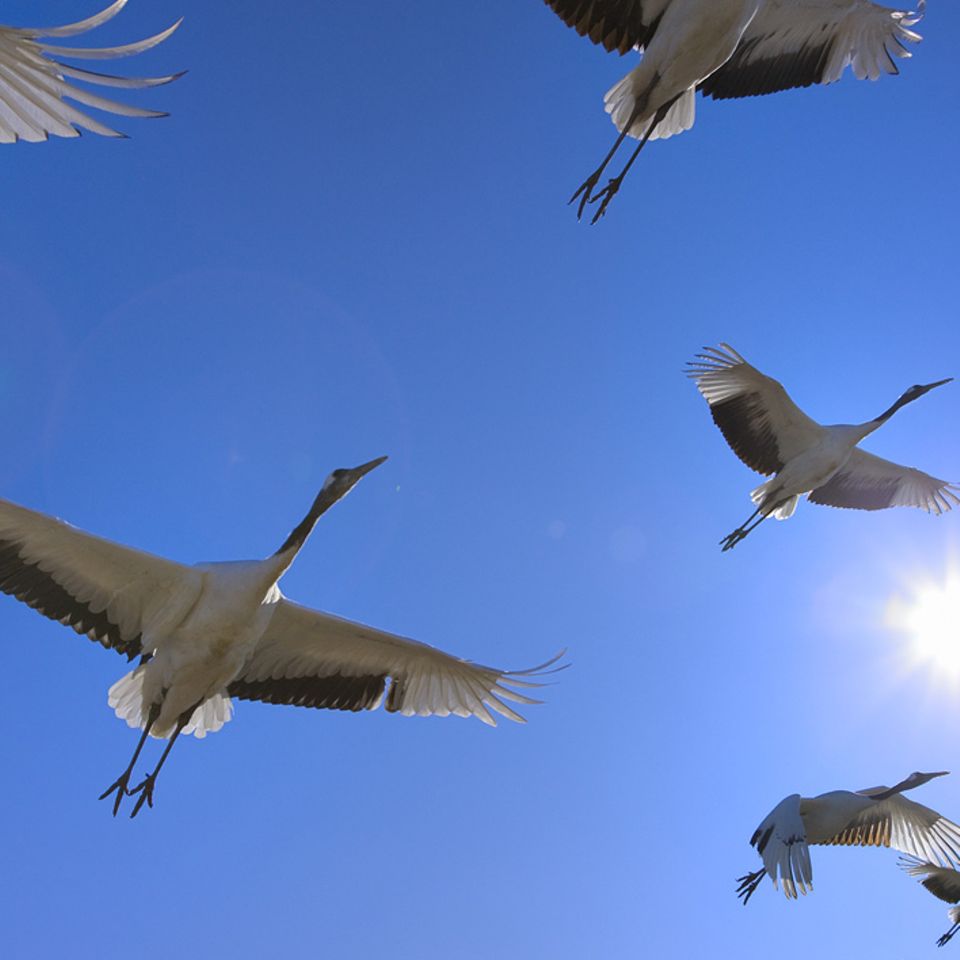 Zugvögel: Die Routen der Zugvögel