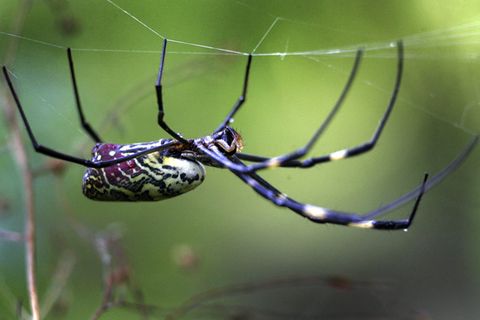 Spinnen: Faszinierende Krabbelviecher