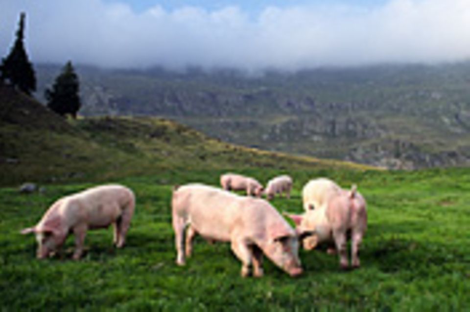 Ökologische Landwirtschaft: Bio für alle: So einfach ließe sich die Weltbevölkerung gesund ernähren