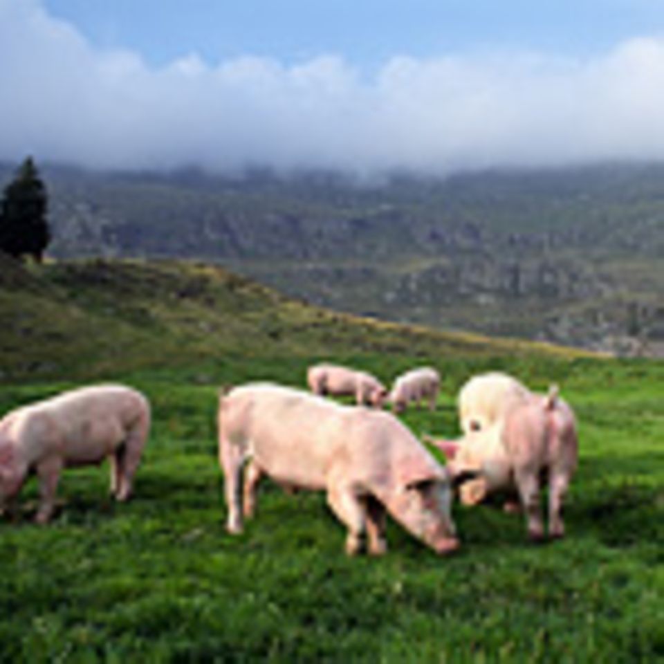 Ökologische Landwirtschaft: Bio für alle: So einfach ließe sich die Weltbevölkerung gesund ernähren