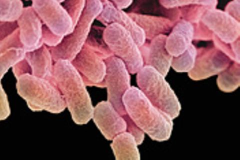 Mary Mallon: Ein halbes Leben in Quarantäne: Das Schicksal von "Typhus-Mary"
