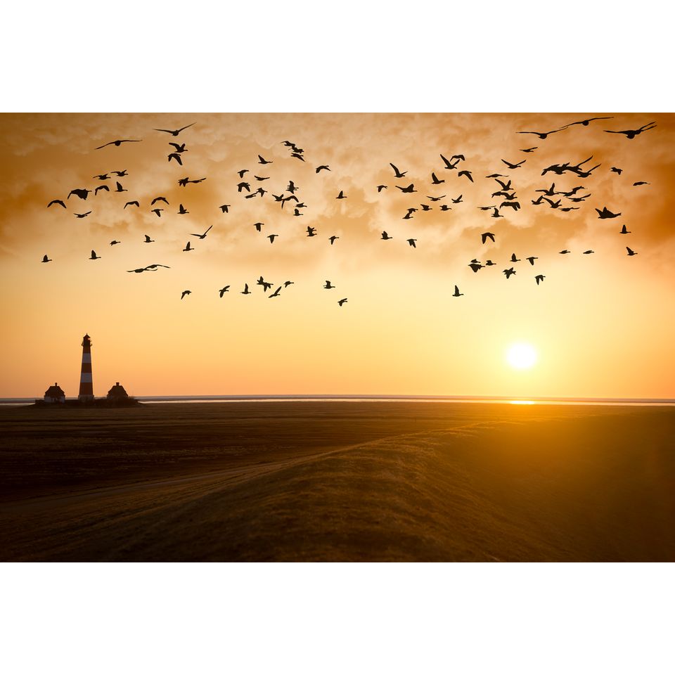 Zugvögel: Zugvögel am Abendhimmel