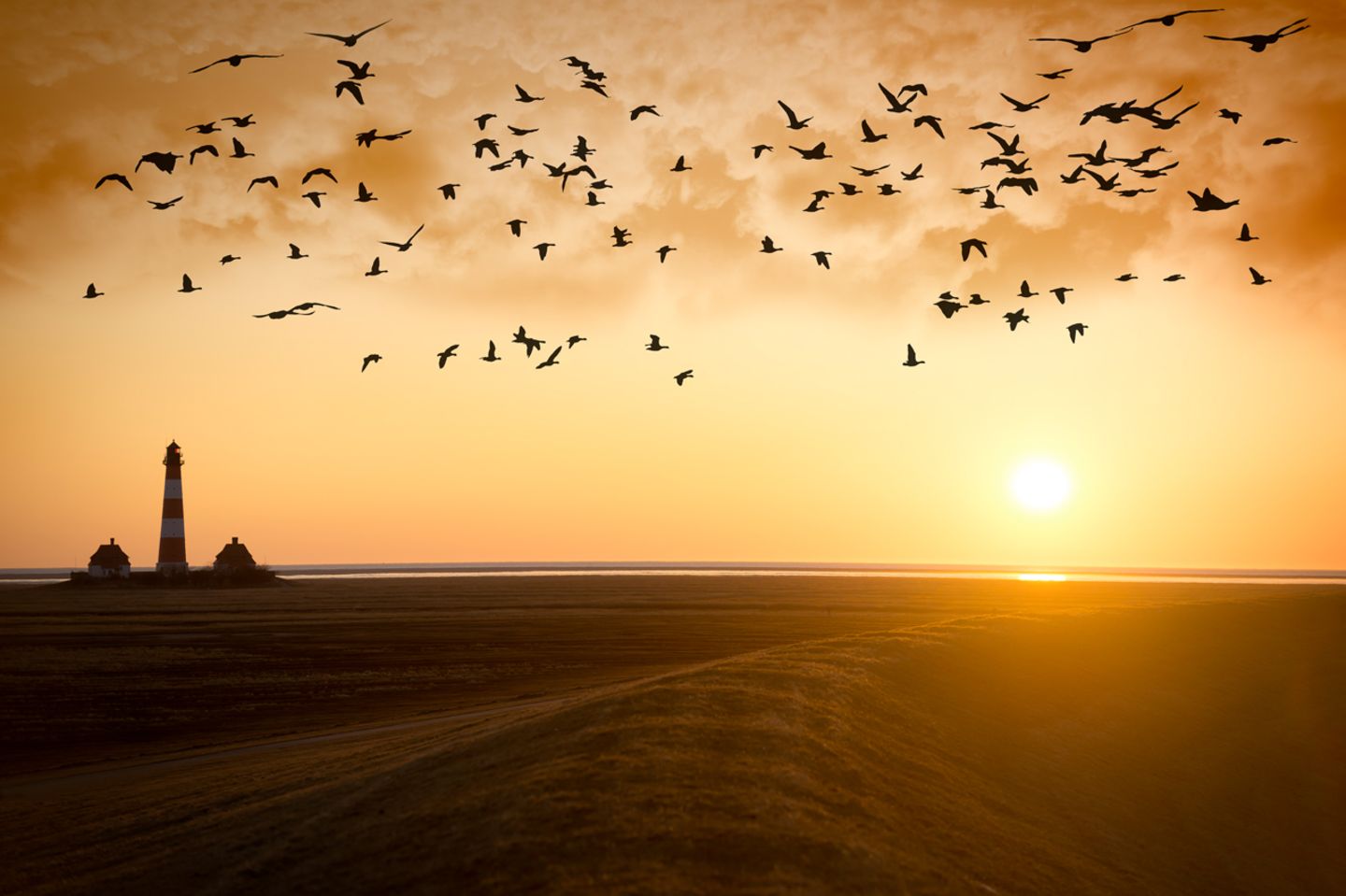 Zugvögel: Zugvögel am Abendhimmel