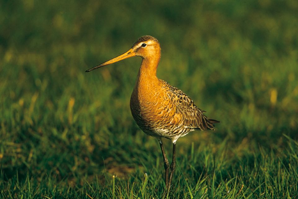 Zugvögel: Der Bestand der Uferschnepfe ist durch die Vogeljagd gefährdet Zugvögel: Der Bestand der Uferschnepfe ist durch die Vogeljagd gefährdet