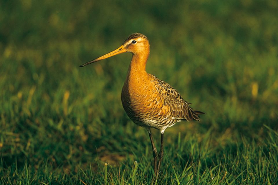Zugvögel: Der Bestand der Uferschnepfe ist durch die Vogeljagd gefährdet Zugvögel: Der Bestand der Uferschnepfe ist durch die Vogeljagd gefährdet