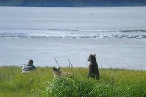 Schreckmoment in Alaska: Tierfotograf trifft auf Bärenfamilie