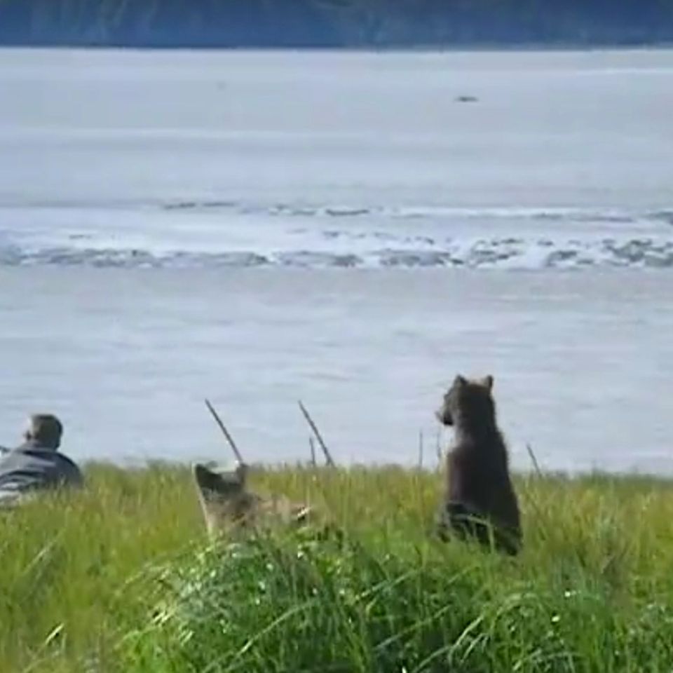 Schreckmoment in Alaska: Tierfotograf trifft auf Bärenfamilie