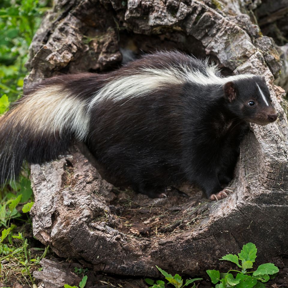 Tierwelt: Von Stinktieren und Spürnasen