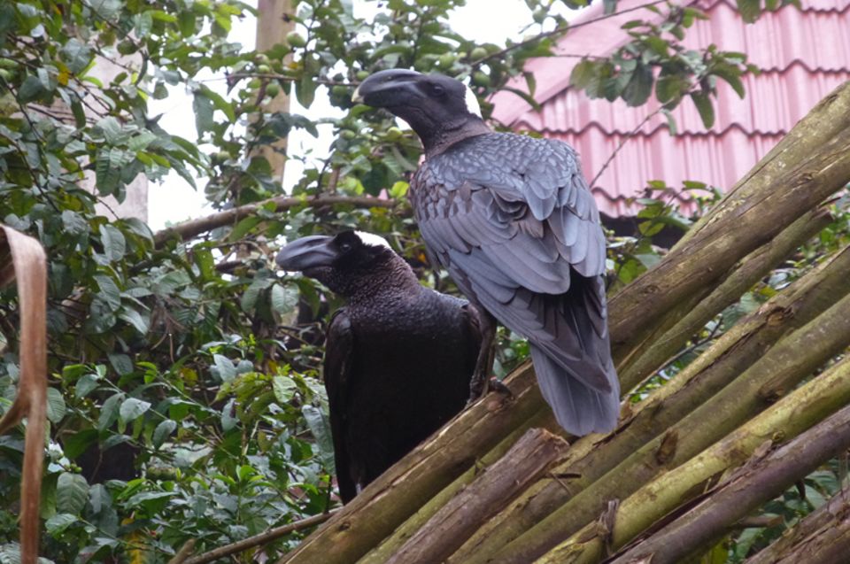 In Kaffa nennt man diese Erzraben "Cura". Der lateinische Name der neugierigen und waghalsigen Vögel lautet Corvus crassirostris