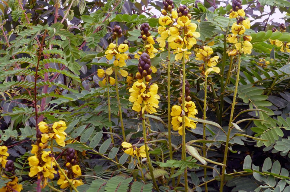 Oktober 2013: Nach der Regenzeit blühen überall in Kaffa unzählige Blumen Oktober 2013: Nach der Regenzeit blühen überall in Kaffa unzählige Blumen