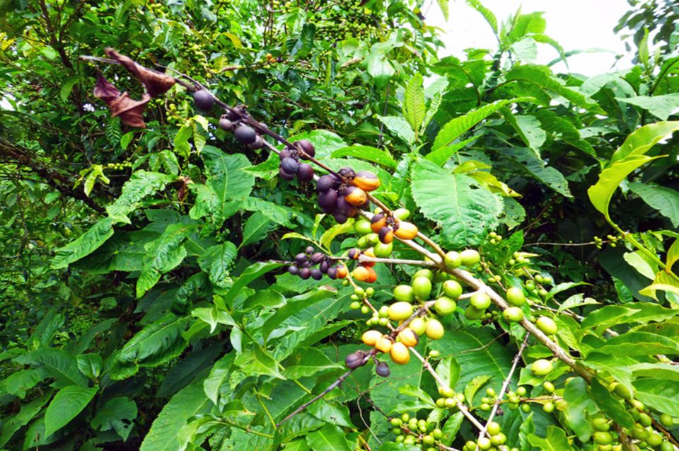 Die schwarzen Kirschen an diesem Kaffeestrauch sind von einer Pilzkrankheit befallen ("Coffee Cherry Disease"), die zu Ernteverlusten führt Die schwarzen Kirschen an diesem Kaffeestrauch sind von einer Pilzkrankheit befallen ("Coffee Cherry Disease"), die zu Ernteverlusten führt