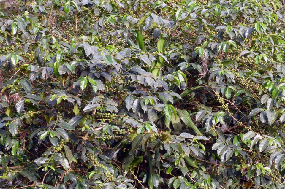 Oktober 2013: Noch sind die Kaffeekirschen an diesem Strauch ("Garden Coffee") grün, also unreif Oktober 2013: Noch sind die Kaffeekirschen an diesem Strauch ("Garden Coffee") grün, also unreif