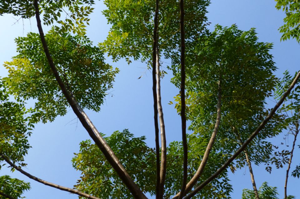 Kaum zu glauben: Dieser Baum, ein "Bakaino", wurde erst 2009 gepflanzt - drei Jahre später hat er mehr als vier Meter Höhe erreicht
