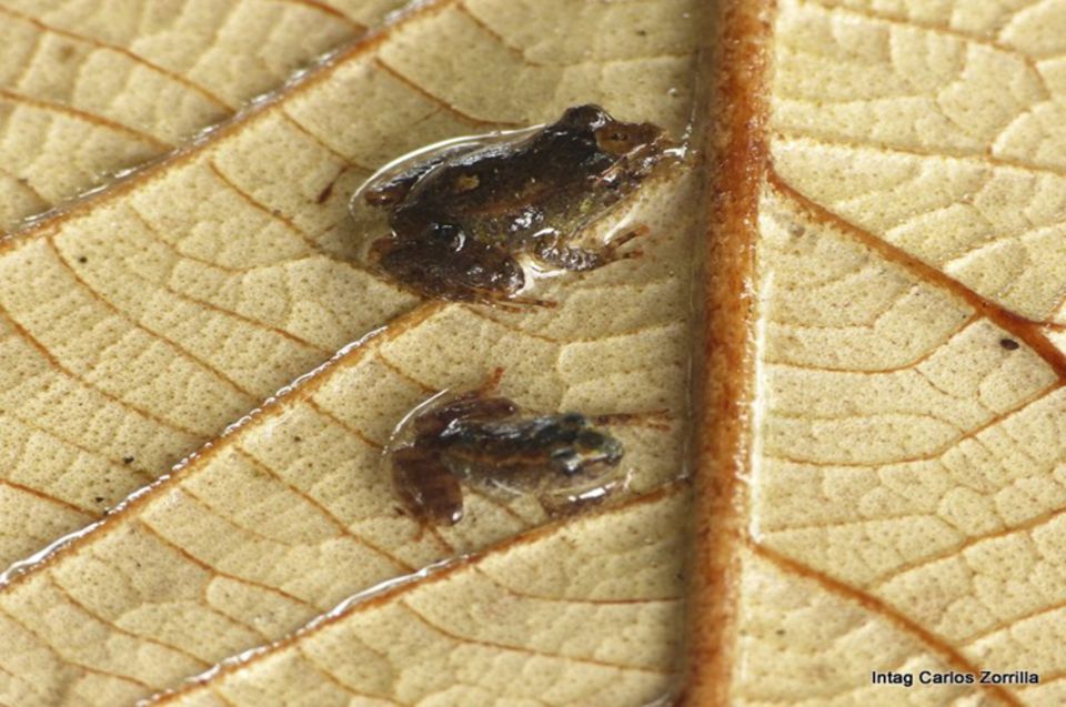 Großartige Entdeckung Anfang 2013 im Wald bei Santa Rosa, Intag: Miniaturfrösche der Gattung Pristimantis sp.