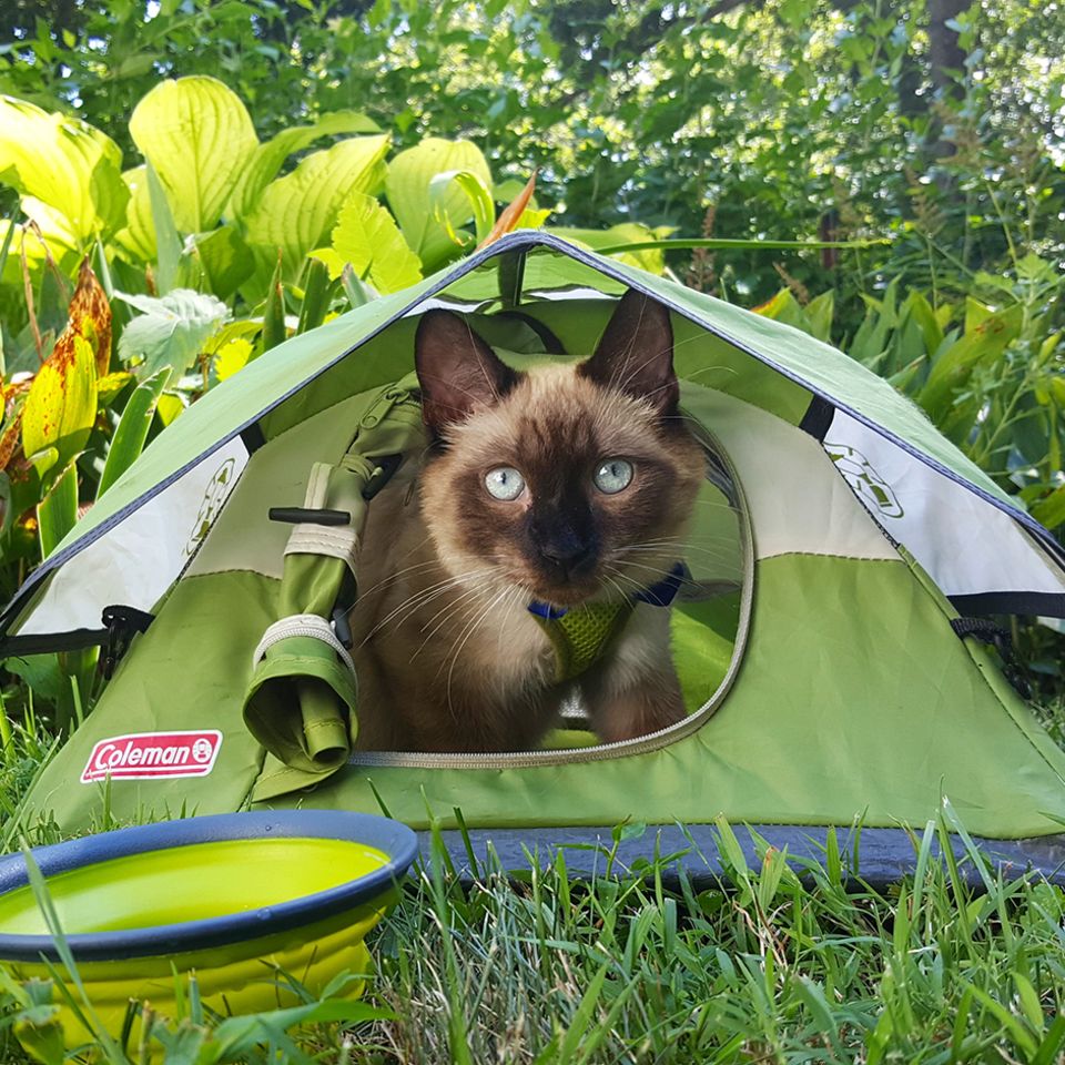 Abenteuer: Camping mit Katzen