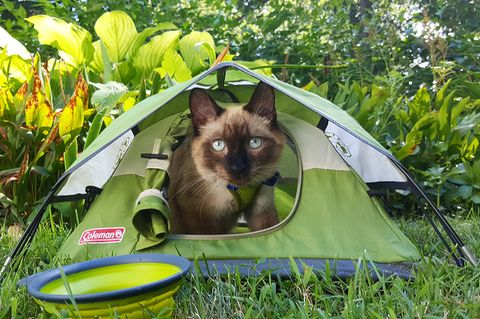 Abenteuer: Camping mit Katzen