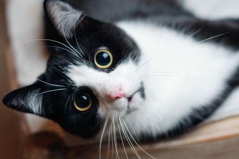 Tiere: Katzen