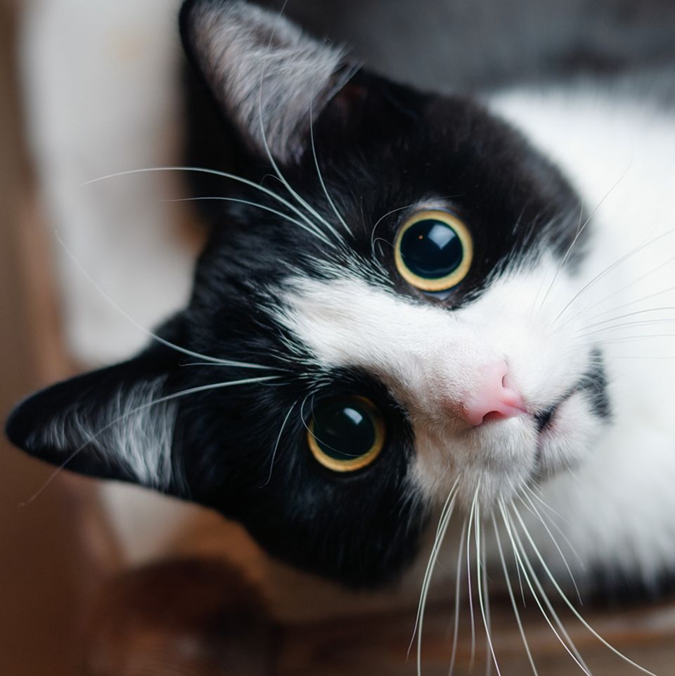 Tiere: Katzen