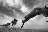 Die letzten Tiere der Mara