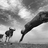 Die letzten Tiere der Mara