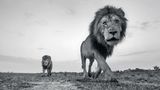 Anup Shah , Die letzten Tiere der Mara