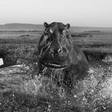Anup Shah, Die letzten Tiere der Mara
