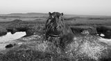 Anup Shah, Die letzten Tiere der Mara