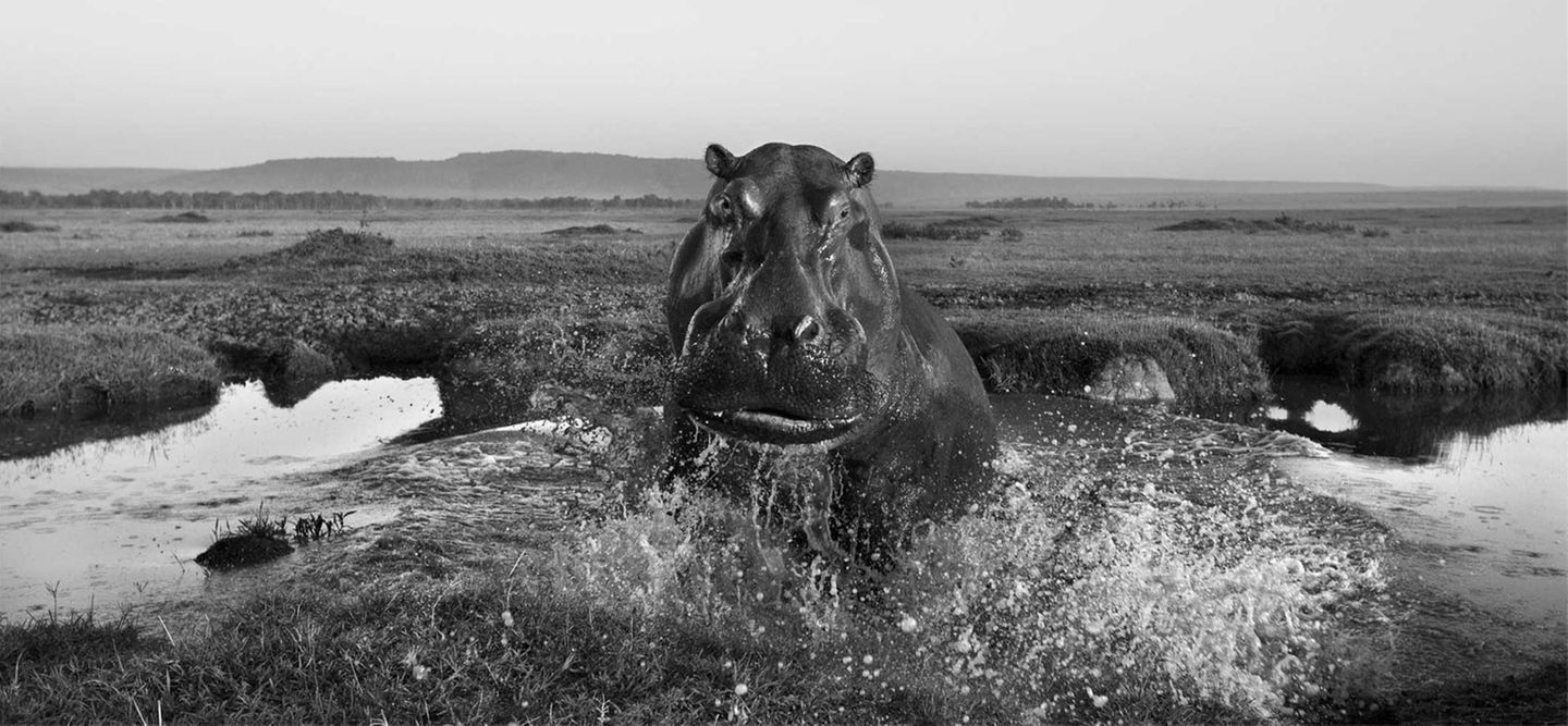 Anup Shah, Die letzten Tiere der Mara