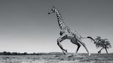 Anup Shah, Die letzten Tiere der Mara