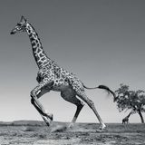 Anup Shah, Die letzten Tiere der Mara