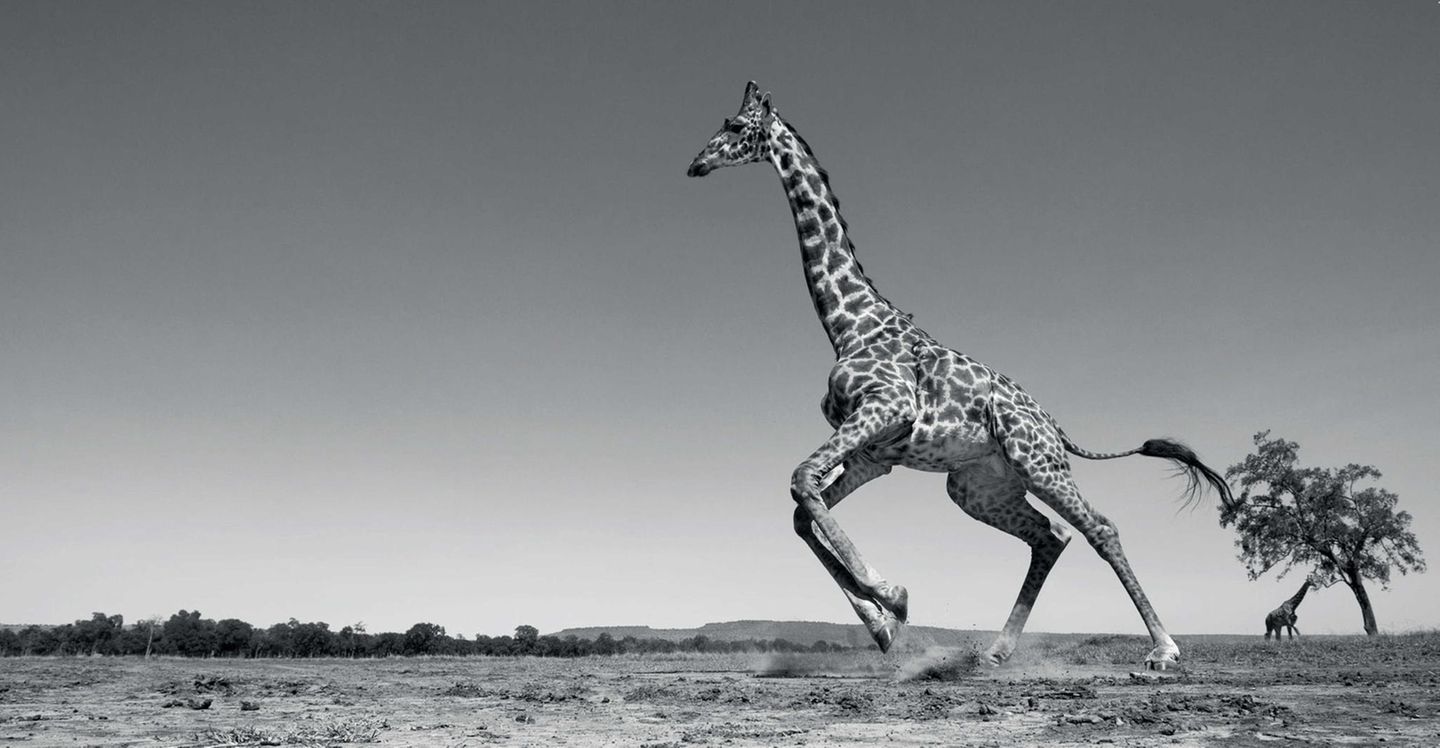 Anup Shah, Die letzten Tiere der Mara