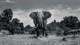 Anup Shah, Die letzten Tiere der Mara