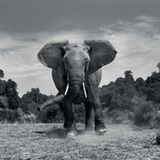 Anup Shah, Die letzten Tiere der Mara