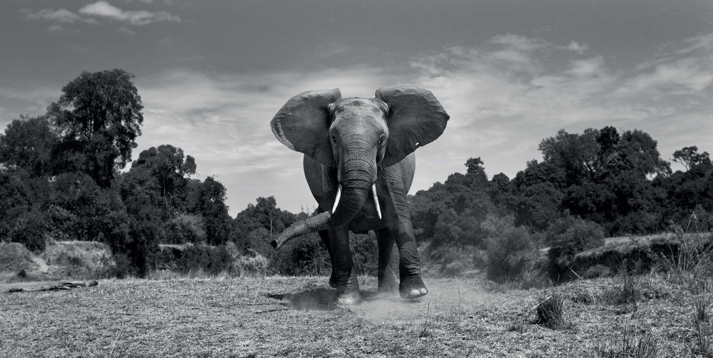 Anup Shah, Die letzten Tiere der Mara