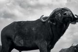 Anup Shah, Die letzten Tiere der Mara