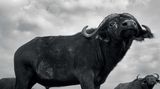 Anup Shah, Die letzten Tiere der Mara
