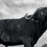 Anup Shah, Die letzten Tiere der Mara