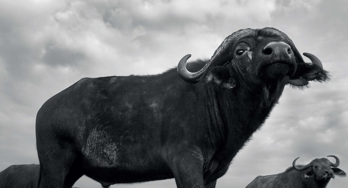 Anup Shah, Die letzten Tiere der Mara