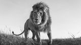 Anup Shah, Die letzten Tiere der Mara