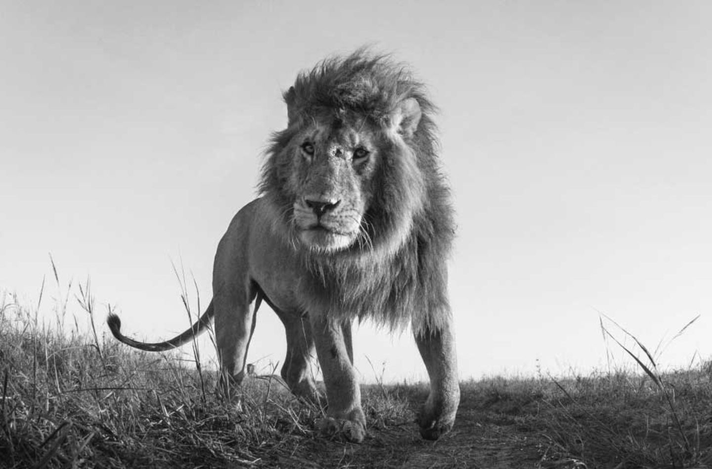 Anup Shah, Die letzten Tiere der Mara