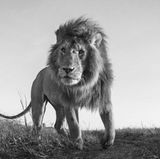 Anup Shah, Die letzten Tiere der Mara