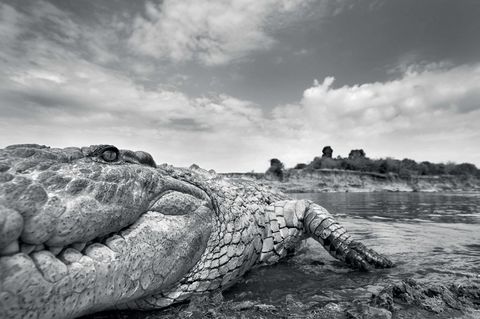 Anup Shah, Die letzten Tiere der Mara