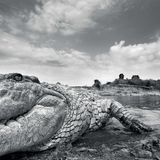 Anup Shah, Die letzten Tiere der Mara