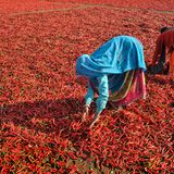 Rote Chilischoten werden getrocknet
