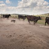 Biscuit, 13 Jahre alt