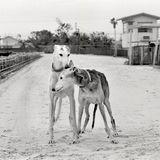 Rosie, 13 Jahre. Princess 14 Jahre alt