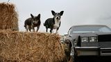 Breebee und Nuny, Hunde