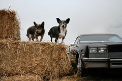 Breebee und Nuny, Hunde