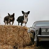 Breebee und Nuny, Hunde