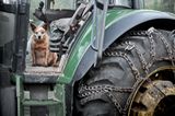Ginger, Hund
